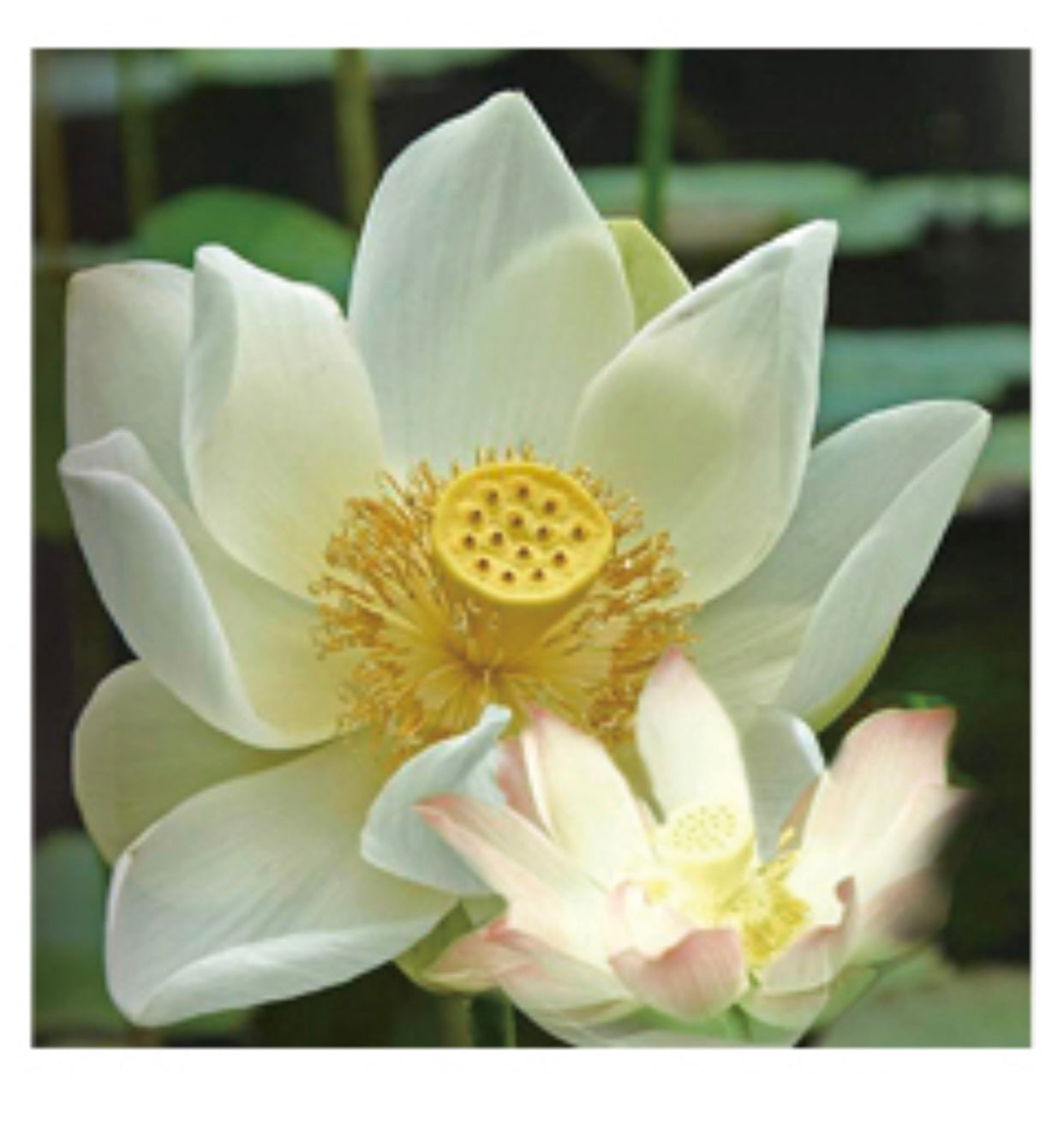 Hydrojelly Mask: Skin Warrior Ageless